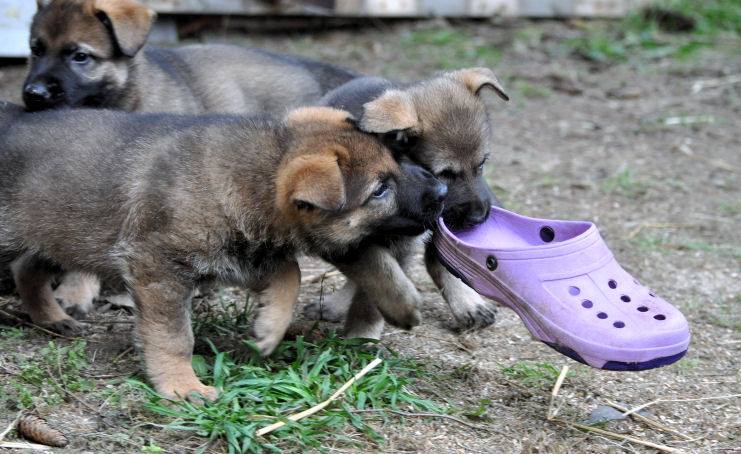 10477044_10204986465007824_7949493260350981550_n