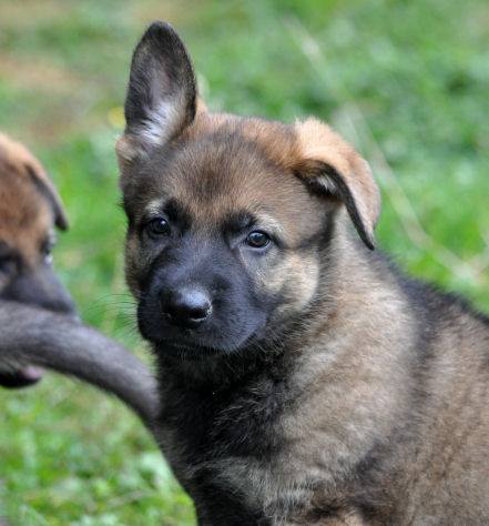 10614408_10204986465727842_4226227915635164070_n