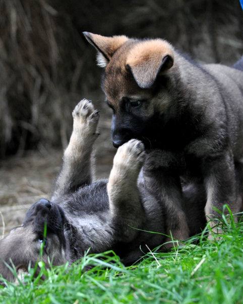 10646704_10204986466247855_7408475679738432813_n