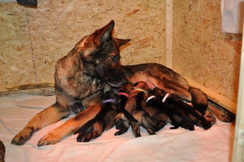 15181523_1283177565036489_5240787165295332970_n