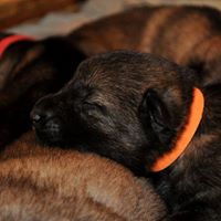 15202720_1283177445036501_8517659704066147774_n