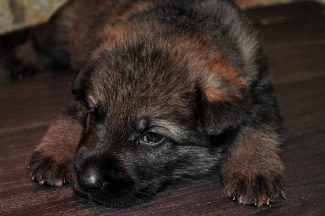 15380305_1302297196457859_8831289946918298586_n