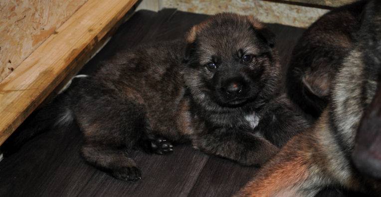 15380549_1302294769791435_1285174633614989544_n