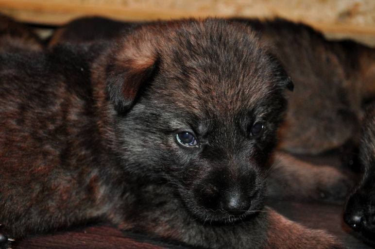 15400505_1302297226457856_1685994974379120030_n