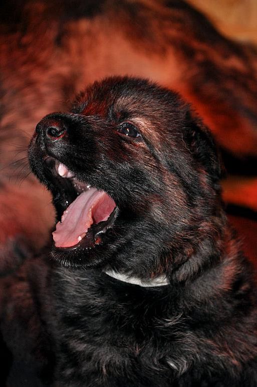 15541213_1302297136457865_5589173548123711768_n