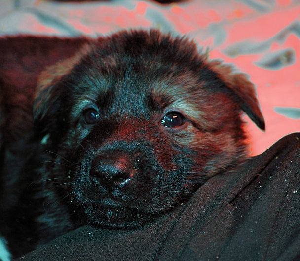 15826292_1331594740194771_1227246010344084546_n