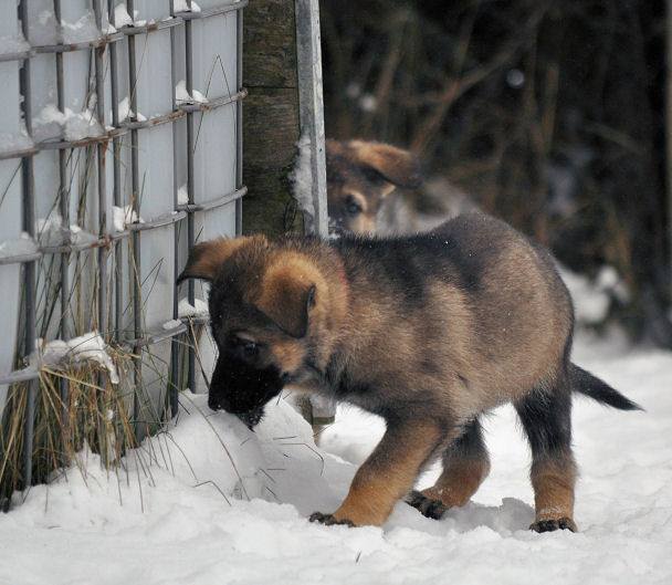 15826390_1331606316860280_2443678878060304369_n