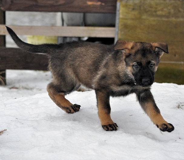 15873394_1331606300193615_4485273481699190756_n