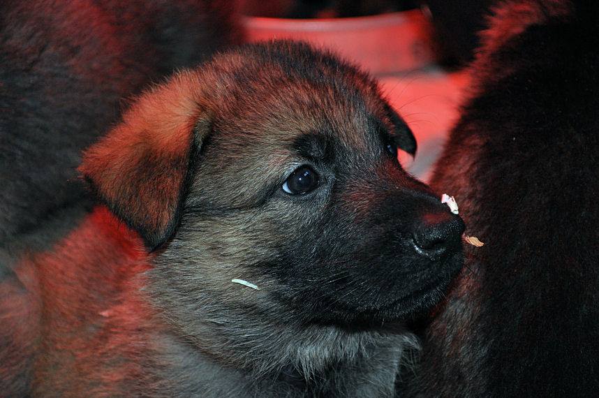 15894256_1331594686861443_1722358564072468430_n