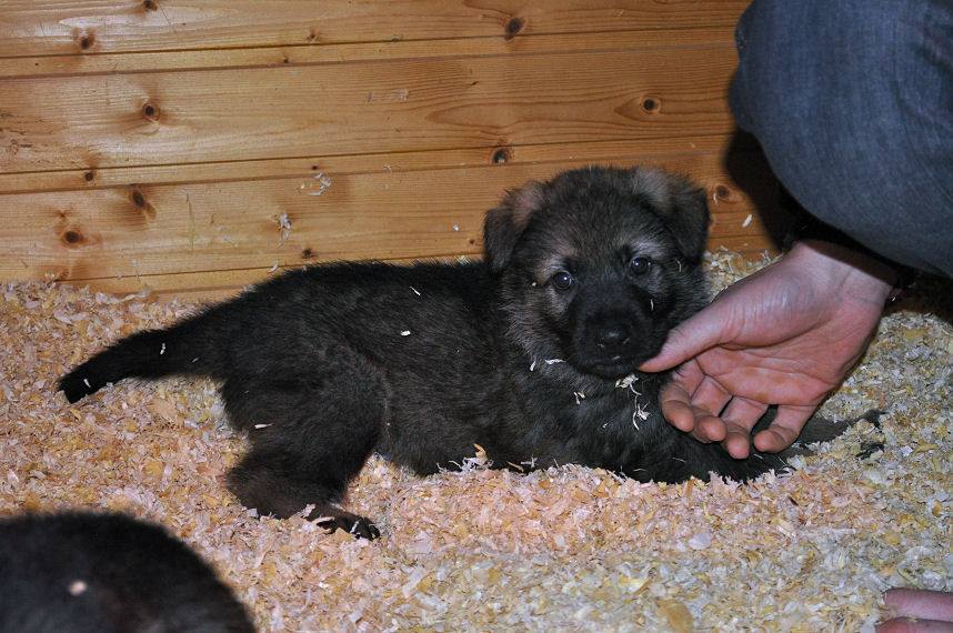 15895029_1331594480194797_3315083325645830703_n