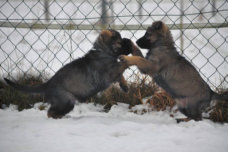 15895363_1332641426756769_1123444858396060870_n