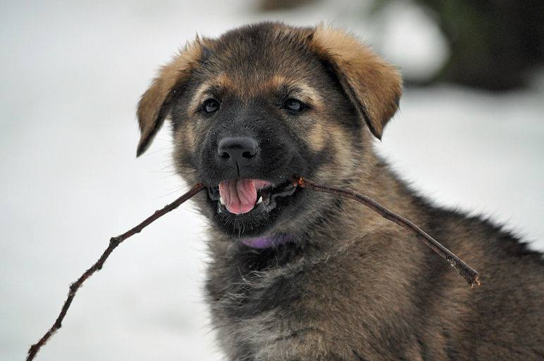 15941465_1332641746756737_3252515369429629063_n