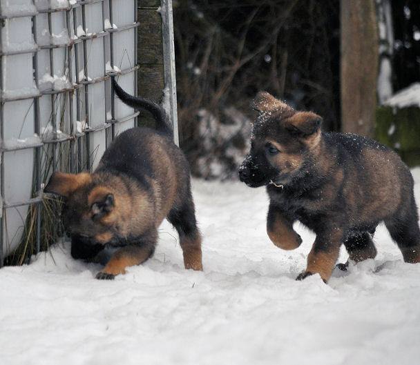 15965278_1331606476860264_3309075526704621076_n