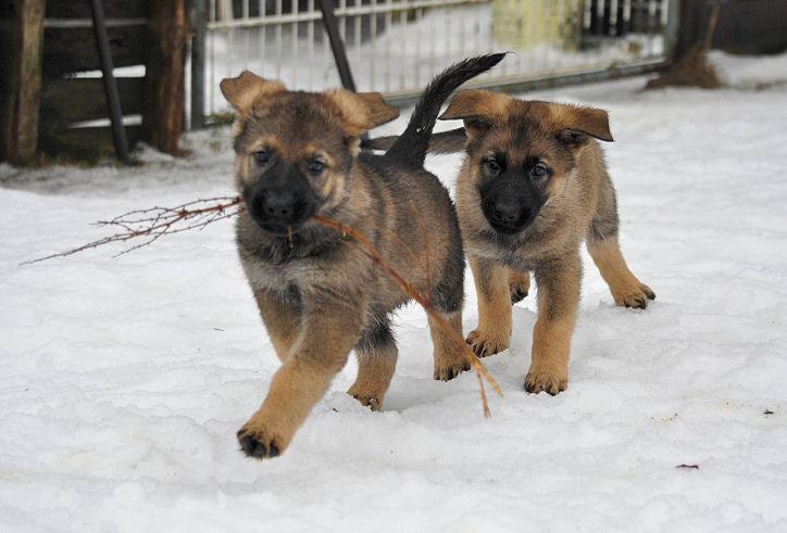 15965919_1332641100090135_8727127033495544730_n