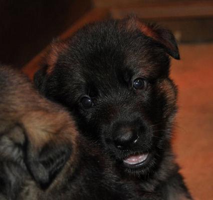 225707_2301390940723_1427671287_32684672_4231704_n