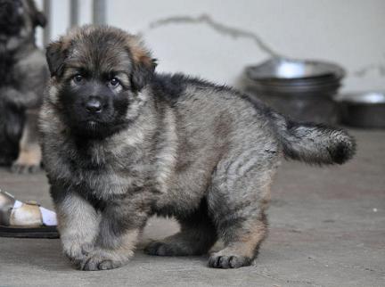 228868_2325471342718_1427671287_32717556_5635028_n