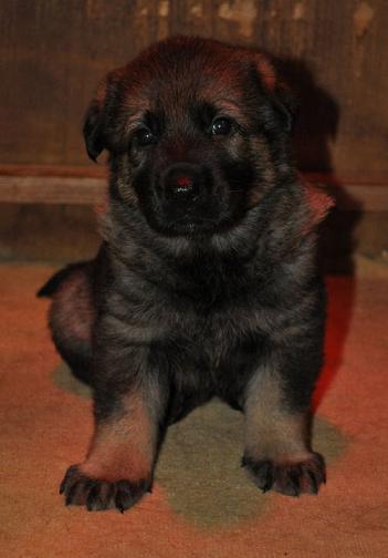 263295_2301390580714_1427671287_32684670_5810908_n