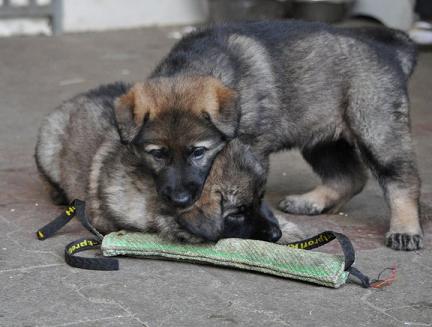 283376_2325475302817_1427671287_32717561_1897395_n