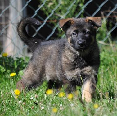 294537_2355036801836_1427671287_32756532_1005353_n