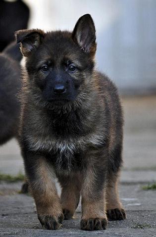 302178_2593333959116_1427671287_32971578_1575887099_n