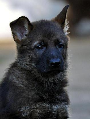 307893_2593333479104_1427671287_32971577_566895120_n