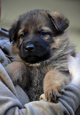 314653_2556306913463_1427671287_32941291_1759726664_n