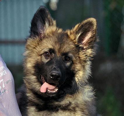 317412_2510956219724_1427671287_32908563_230656296_n