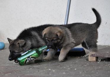 376633_4506438825542_1980277357_n