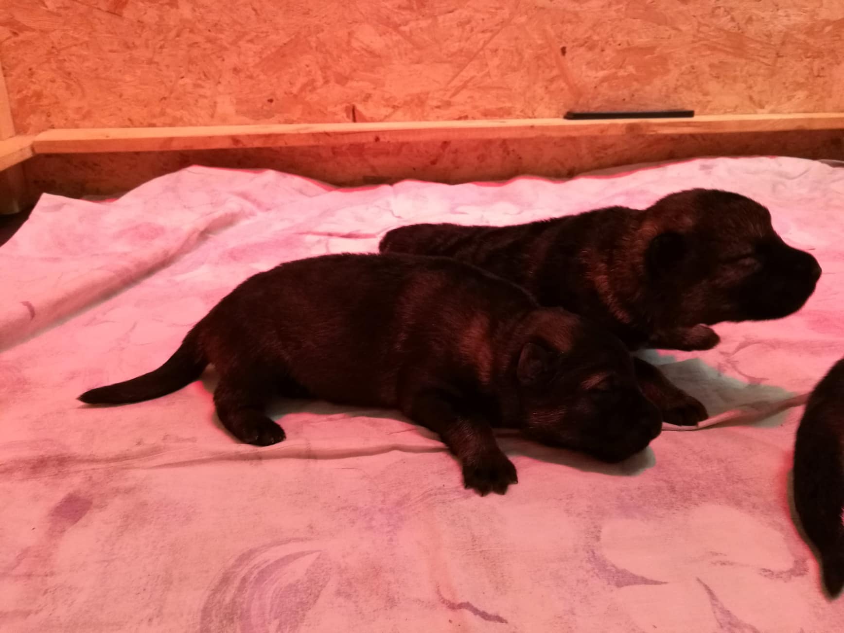 42614777_239039706756765_4778624490915495936_n