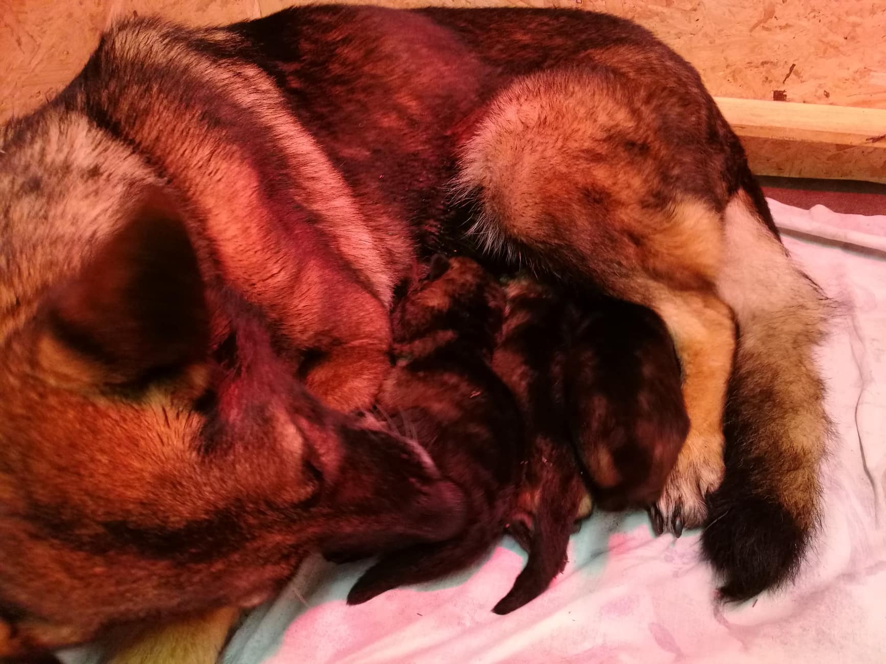 42689825_144095289876186_8043514434397667328_n