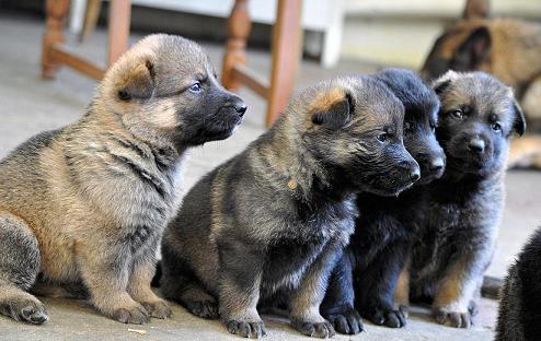 428897_4447609714851_1245813931_n