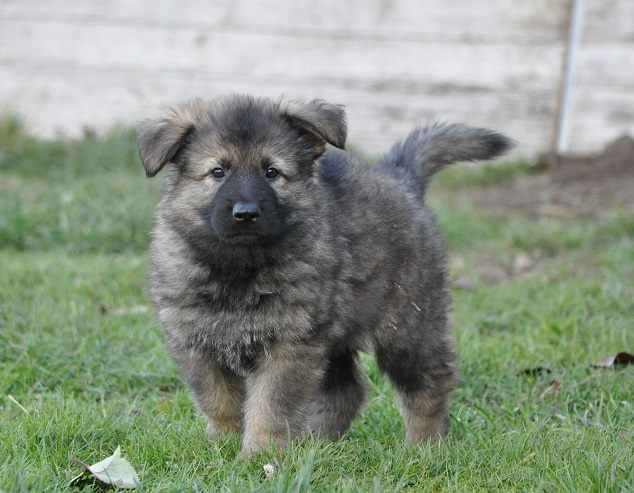 45664031_2108889032465334_2213282637169033216_n