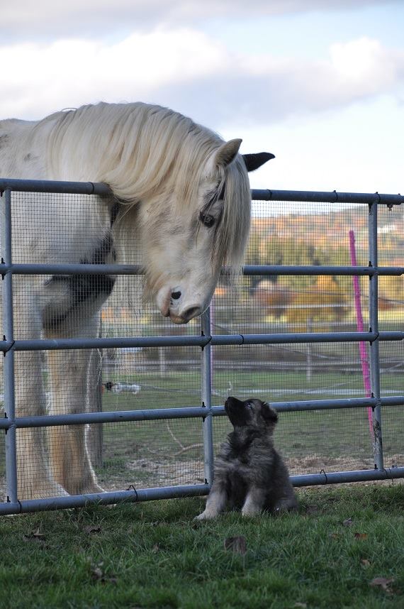 45665220_2108889095798661_6003198234841841664_n