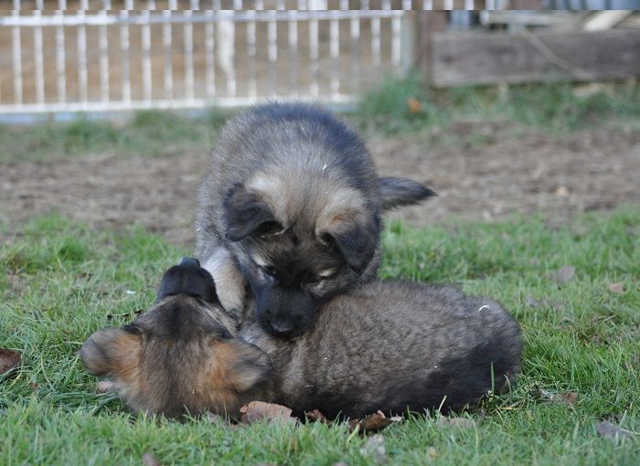 45725359_2108889169131987_3912482840335351808_n