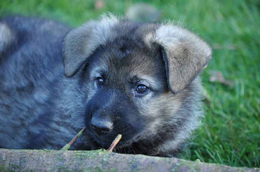 45852360_2108889569131947_6389489882661650432_n