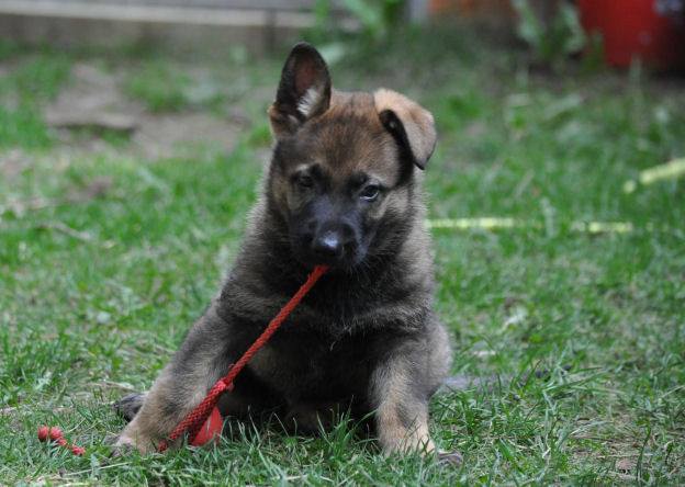 984207_10204986466847870_4351216857439473187_n