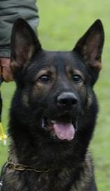 Accim_Kopf Accim_Kopf