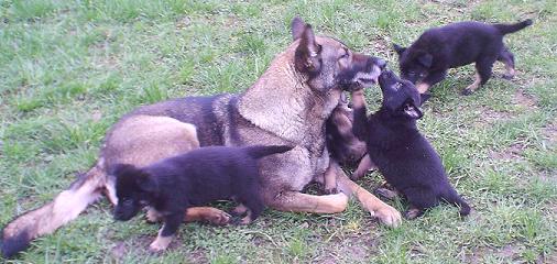 Agassi_mit_vielen_Welpen