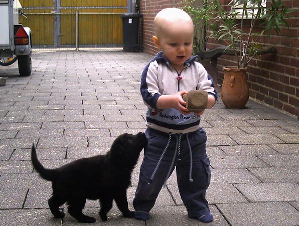 Ben_mit_Holz___Welpe