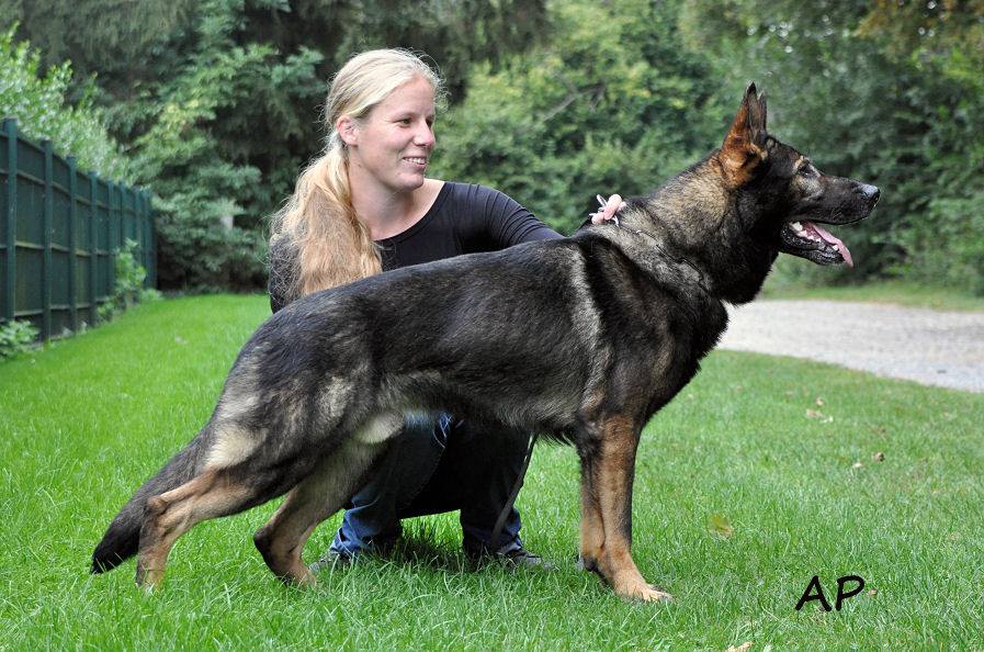 Bild Deckr�de Nancy  3