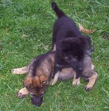 Bundessieger_macht_Hu_platt_6_W