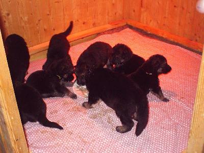 Erstes_Futtern__3_w_kl