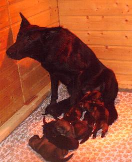 Missi_u__Welpen_1__Woche