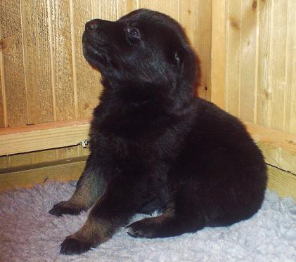 Welpe_schw_br__2__W_