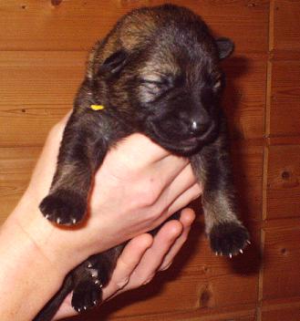 Welpen_1__Woche