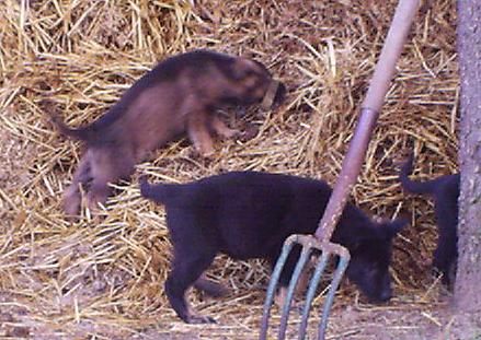 Welpen_auf_Mist_7_W_